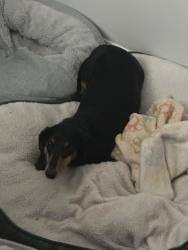 Reunited Male Dog last seen Lakecrest Ave, High Point, NC 27265