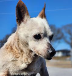 Lost Male Dog last seen Bolick Field and SWU, Central, SC 29630