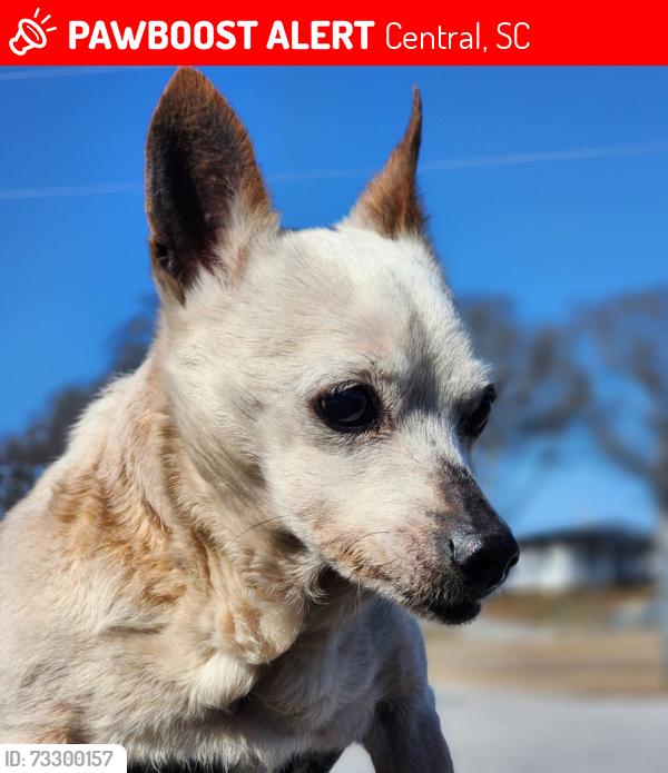 Lost Male Dog last seen Bolick Field and SWU, Central, SC 29630
