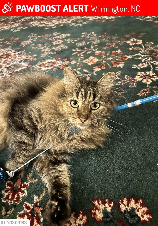 Lost Female Cat last seen 3rd and Nun st, Wilmington, NC 28401