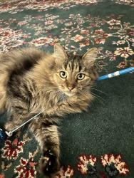 Lost Female Cat last seen 3rd and Nun st, Wilmington, NC 28401