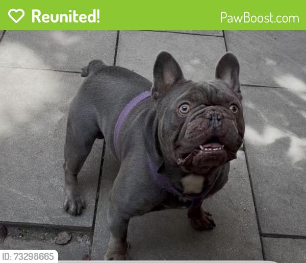 Reunited Male Dog last seen Near W 33rd St, Chicago, IL 60608, USA, Chicago, IL 60608
