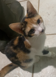 Lost Female Cat last seen Weymouth Lane & Yarmouth Lane, Columbus, OH 43228