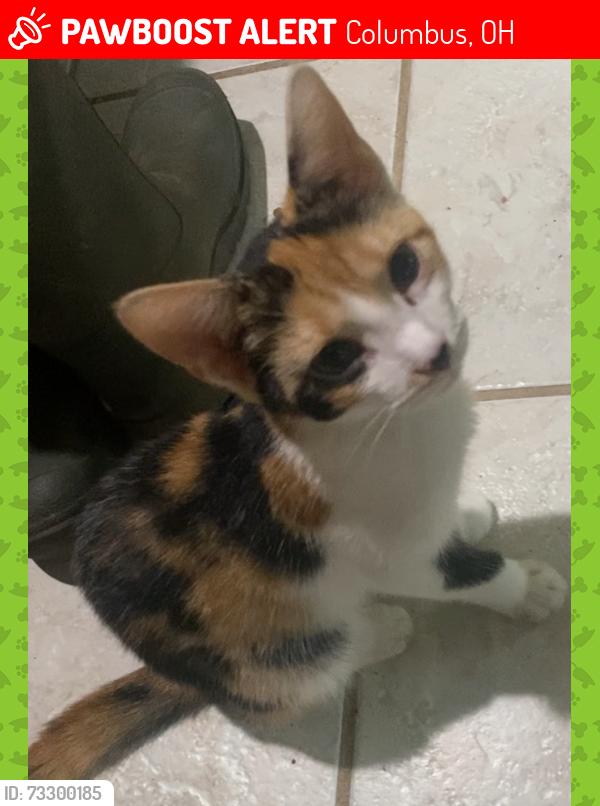 Lost Female Cat last seen Weymouth Lane & Yarmouth Lane, Columbus, OH 43228