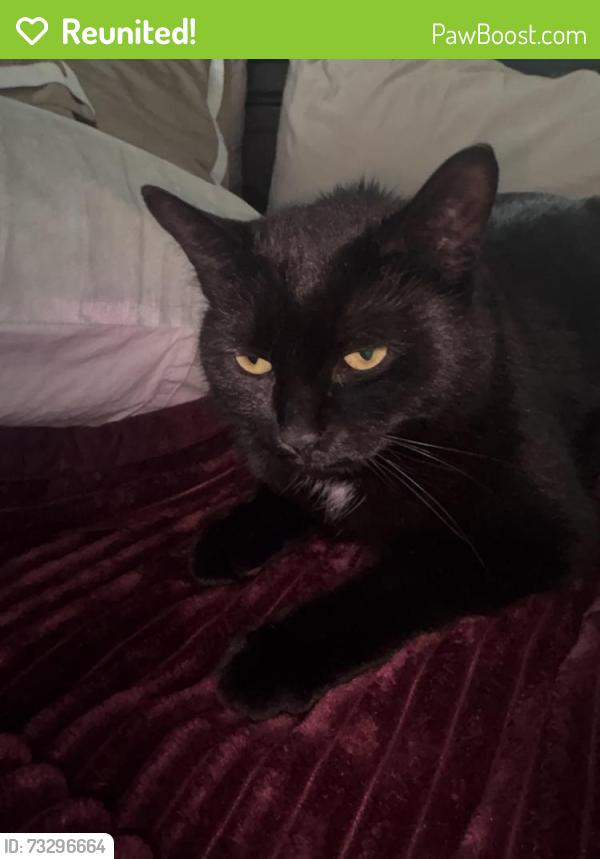 Reunited Female Cat last seen Wilson and Ceresino, Innisfil, ON 