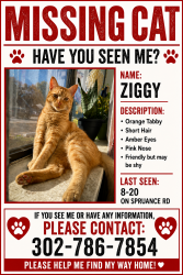 Reunited Male Cat last seen White oak, Dover, DE 19901