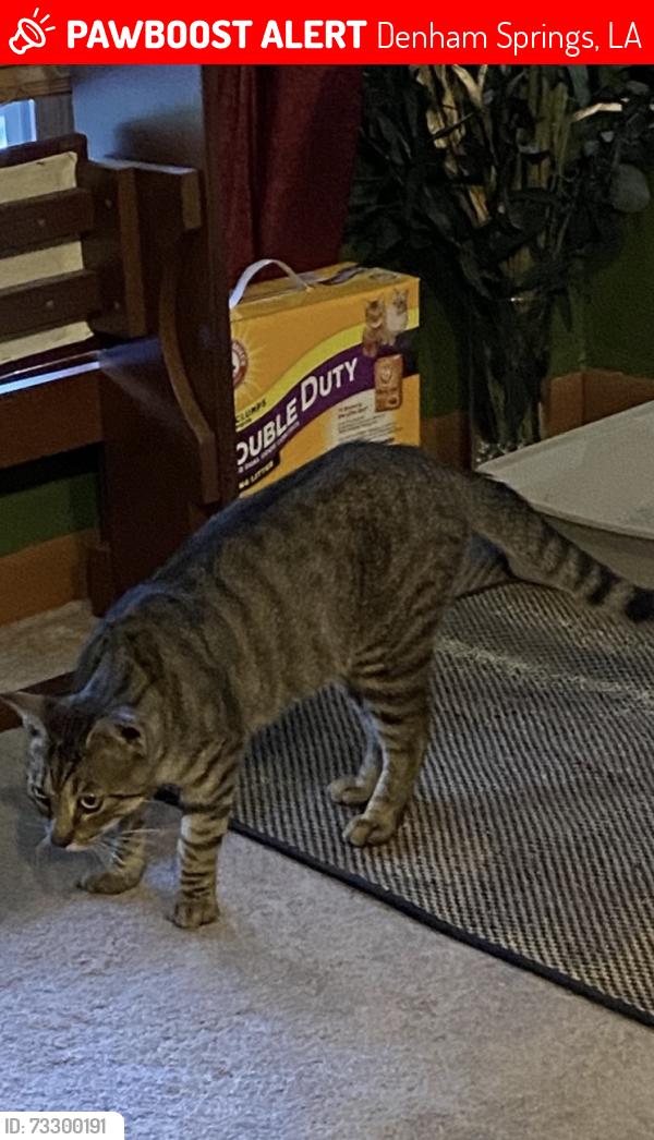 Lost Male Cat last seen Westminster and Forest Ridge Subdivisions, Denham Springs, LA 70726