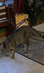 Lost Male Cat last seen Westminster and Forest Ridge Subdivisions, Denham Springs, LA 70726