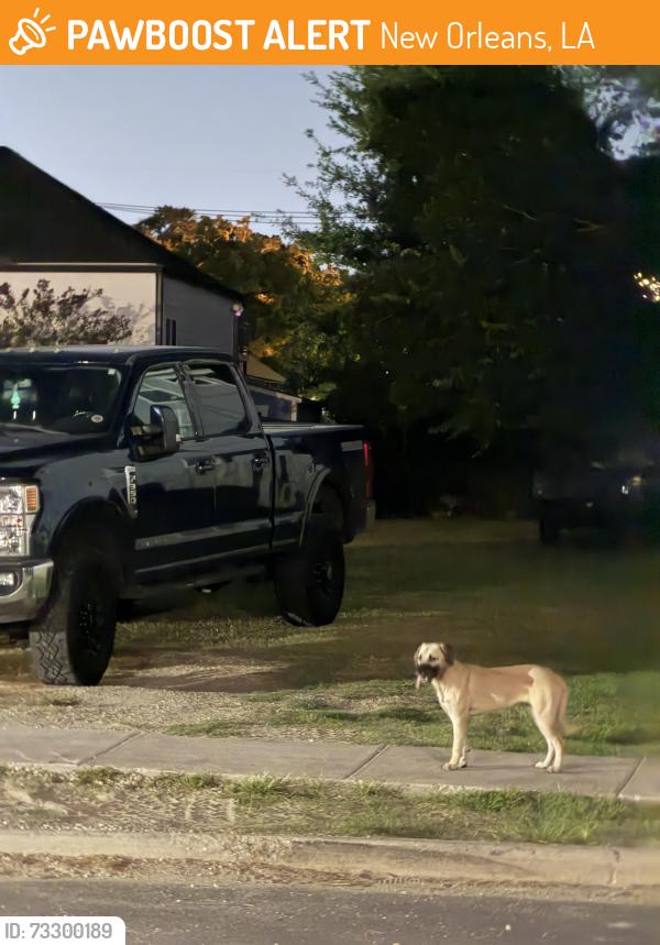 Found/Stray Unknown Dog last seen S. Liberty, New Orleans, LA 70115