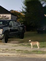 Found/Stray Unknown Dog last seen S. Liberty, New Orleans, LA 70115