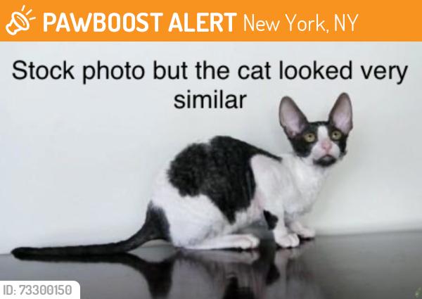 Found/Stray Unknown Cat last seen 109th street between Park and Lexington, New York, NY 10029