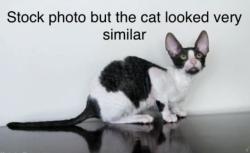 Found/Stray Unknown Cat last seen 109th street between Park and Lexington, New York, NY 10029