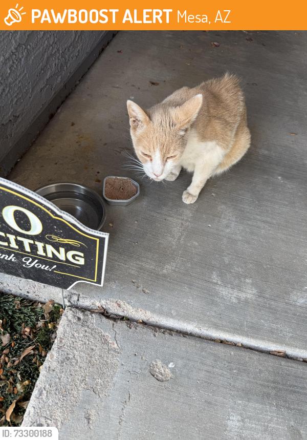 Found/Stray Male Cat last seen Sossaman and Southern, Mesa, AZ 85208