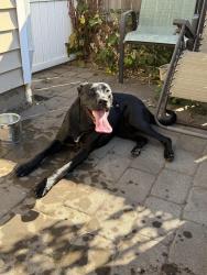 Reunited Female Dog last seen 119th & 43rd Ave. Vancouver, WA, Vancouver, WA 98686