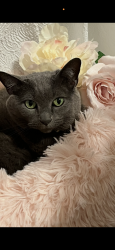 Reunited Female Cat last seen Overlook at Allensville apmts, Sevierville, TN 37876