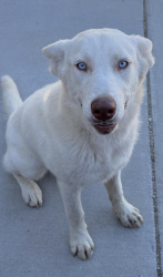 Reunited Female Dog last seen Halfway house Cafe, Santa Clarita, CA 91390