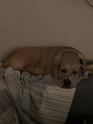 Reunited Female Dog last seen Grimes Rd, Fayetteville, NC 28306