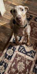 Reunited Female Dog last seen Lapwig trail, Wake Forest, NC 27587