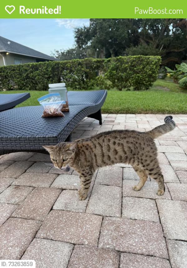 Reunited Female Cat last seen Harbour Island Rd, Belle Isle, FL 32809, USA, Belle Isle, FL 32809