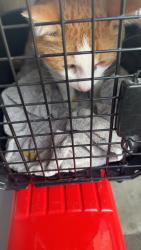 Reunited Male Cat last seen Ducketts common park, Harringay Ladder, England N8 0HU