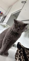 Reunited Male Cat last seen Longshaw road, Greater London, England E4 6LH