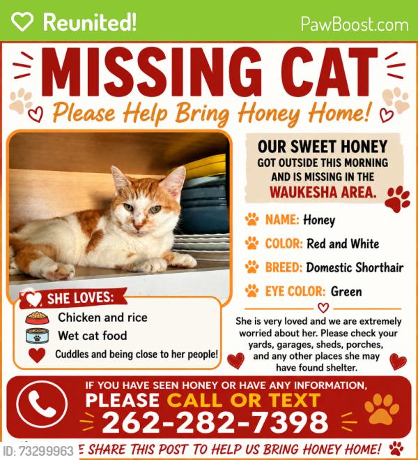 Reunited Female Cat last seen Hoover and grand Ave, Waukesha, WI 53186