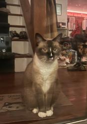 Reunited Female Cat last seen N. Wanamassa Dr, near Deal Lake and the cabin, Ocean Township, NJ 07712