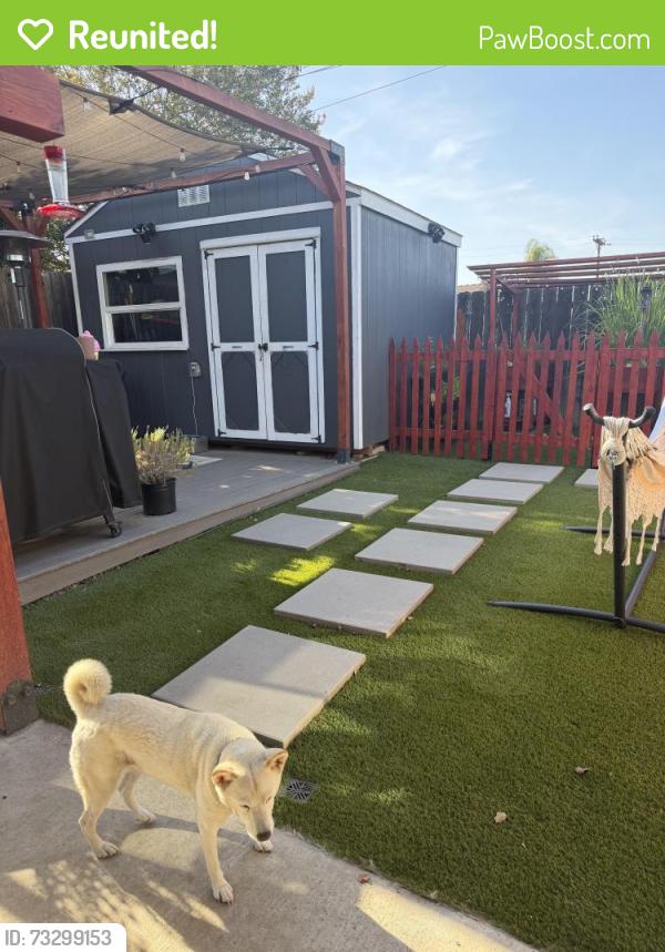 Reunited Female Dog last seen Johnson Ave and Lemon Ave, El Cajon, CA 92020