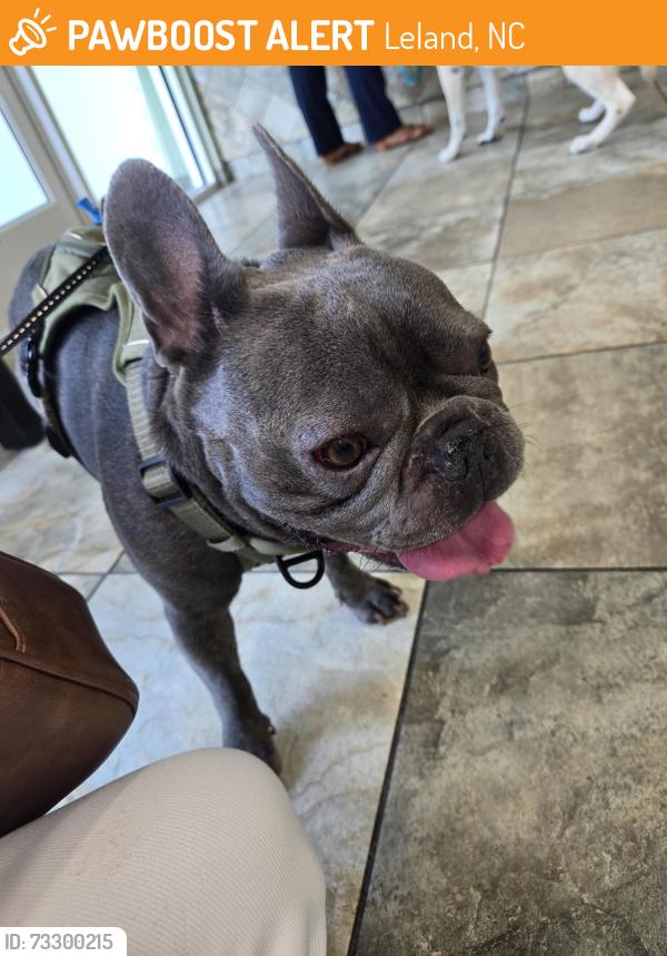 Found/Stray Male Dog last seen Brunswick County Animal Shelter, Leland, NC 28451