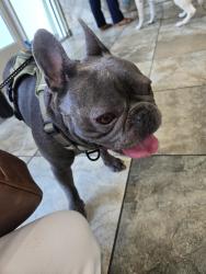 Found/Stray Male Dog last seen Brunswick County Animal Shelter, Leland, NC 28451