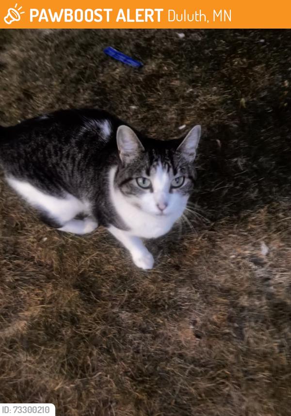 Found/Stray Unknown Cat last seen E 3rd st and 14th Ave E, Duluth, MN 55805