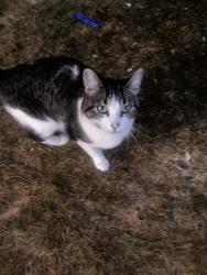 Found/Stray Unknown Cat last seen E 3rd st and 14th Ave E, Duluth, MN 55805