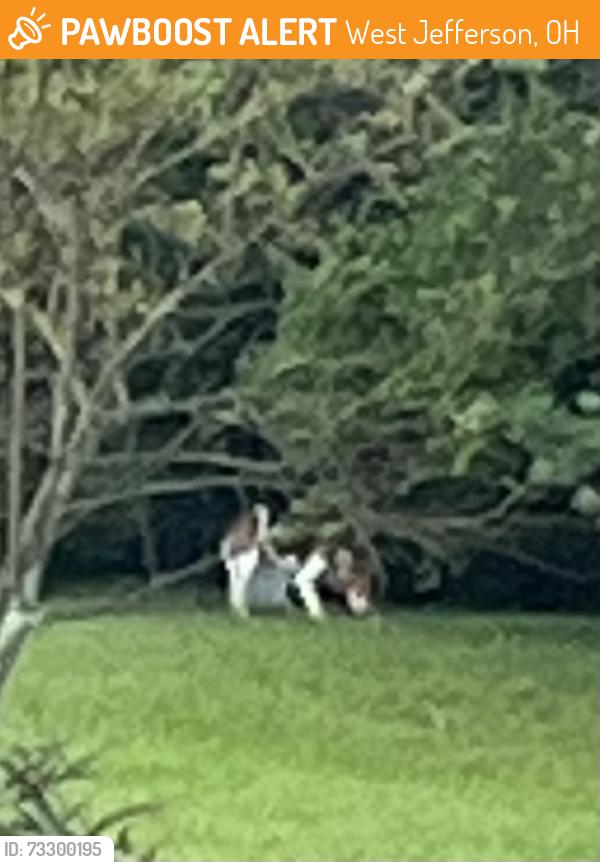 Found/Stray Unknown Dog last seen Highland Ct/Fayette Drive area off of Taylor Blair Rd, West Jefferson, OH 43162