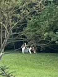 Found/Stray Unknown Dog last seen Highland Ct/Fayette Drive area off of Taylor Blair Rd, West Jefferson, OH 43162