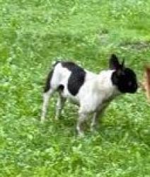 Reunited Male Dog last seen Alert Area: Euclid Creek Reservation, Euclid, Richmond Heights, South Euclid, Euclid, OH 44117