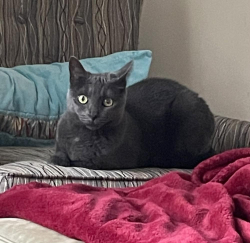 Reunited Female Cat last seen Centre St & Boylston St, Boston, MA 02130