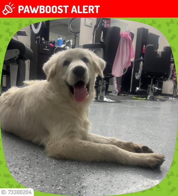 Lost Male Dog last seen County Road 120, Twin Oak ln, Magnolian Ln, Kaufman County, TX 75169