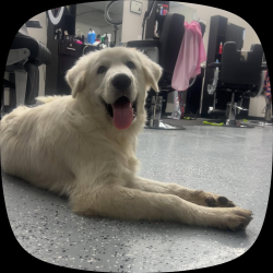 Lost Male Dog last seen County Road 120, Twin Oak ln, Magnolian Ln, Kaufman County, TX 75169