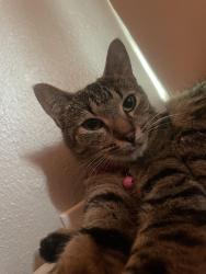 Lost Female Cat last seen Near moccasin bend dr, Spring, TX 77379