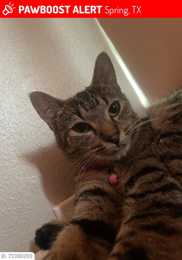 Lost Female Cat last seen Near moccasin bend dr, Spring, TX 77379