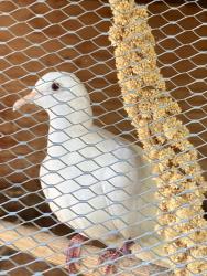 Lost Unknown Bird last seen Venice Blvd. and S. Halm Ave. North of Venice Blvd across from Helms Bakery and downtown Culver City, Los Angeles, CA 90034
