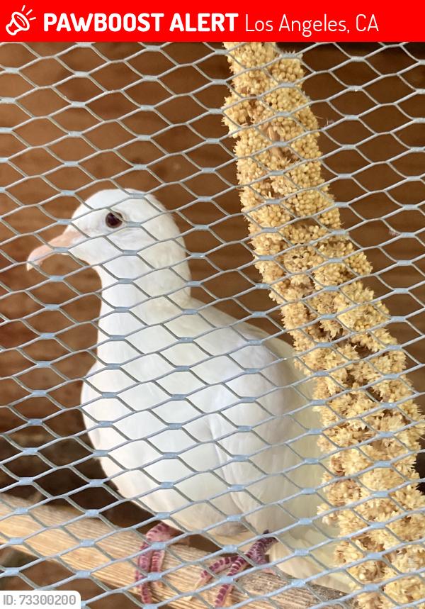 Lost Unknown Bird last seen Venice Blvd. and S. Halm Ave. North of Venice Blvd across from Helms Bakery and downtown Culver City, Los Angeles, CA 90034