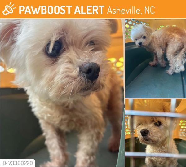 Found/Stray Unknown Dog last seen New Leicester Highway and Mt Carmel Rd., Asheville, NC 28806