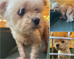 Found/Stray Unknown Dog last seen New Leicester Highway and Mt Carmel Rd., Asheville, NC 28806
