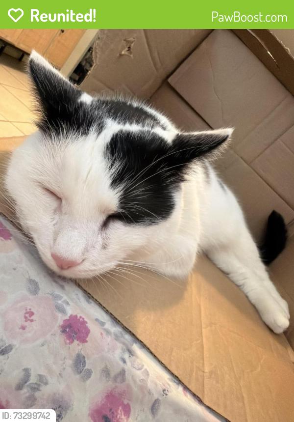 Reunited Male Cat last seen Congress at and summit ave, Jersey City, NJ 07306