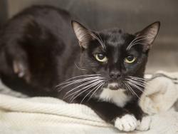 Shelter Stray Male Cat last seen NA, 5501 E Van Buren St, Phoenix, AZ 85008, USA