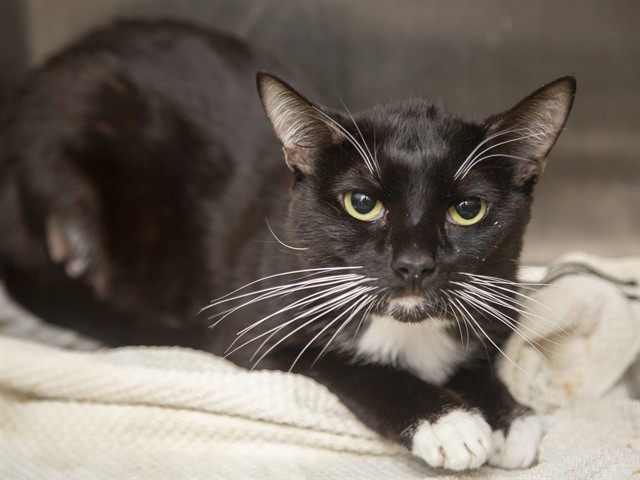 Shelter Stray Male Cat last seen NA, 5501 E Van Buren St, Phoenix, AZ 85008, USA