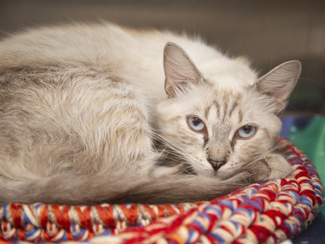 Shelter Stray Female Cat last seen 91ST AND INDIAN SCHOOL, 5501 E Van Buren St, Phoenix, AZ 85008, USA