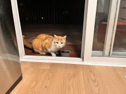 Reunited Male Cat last seen 140th Pl SE, Renton, WA 98058