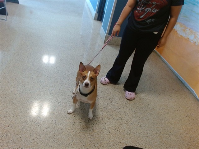 Shelter Stray Male Dog last seen QUAIL ROOT DR 113, 3599 NW 79th Ave, Doral, FL 33122, USA